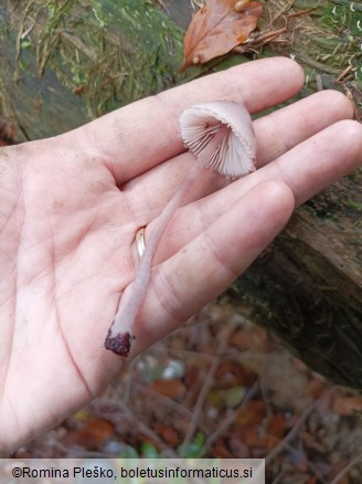 Mycena haematopus