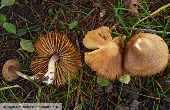Inocybe nitidiuscula