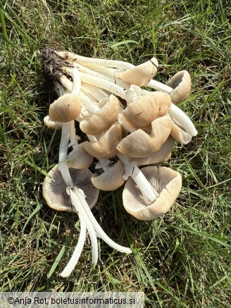 Psathyrella leucotephra