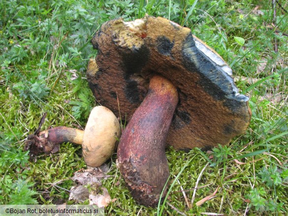 Boletus luridus