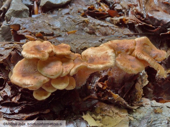 Clitocybe bresadolana