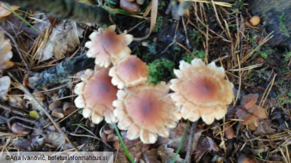 Hypholoma fasciculare