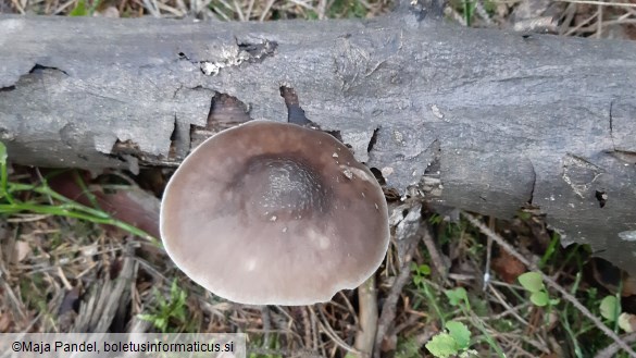 Pluteus cervinus