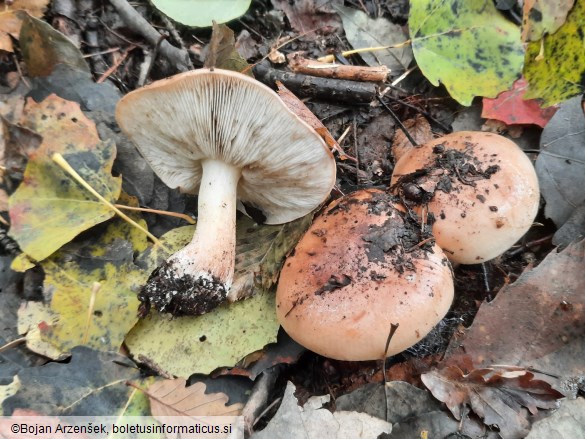 Tricholoma populinum