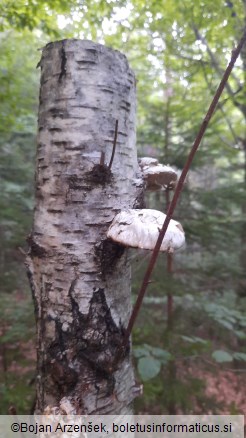 Piptoporus betulinus