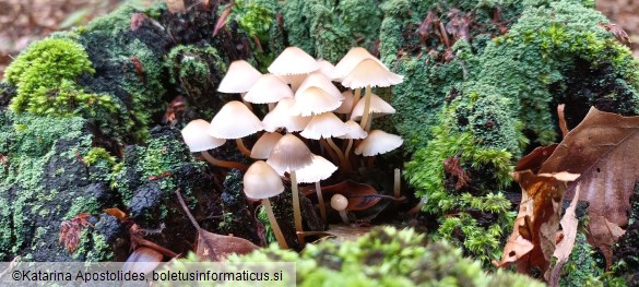 Mycena inclinata