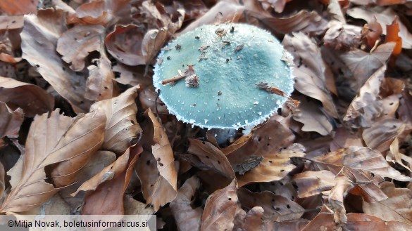 Stropharia cyanea