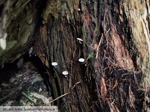 Pholiota scamba