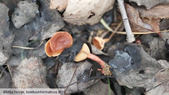 Lactarius lacunarum