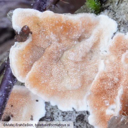 Steccherinum ochraceum