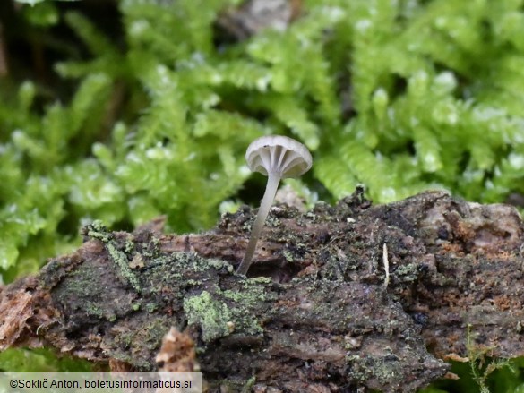 Entoloma rhodocylix