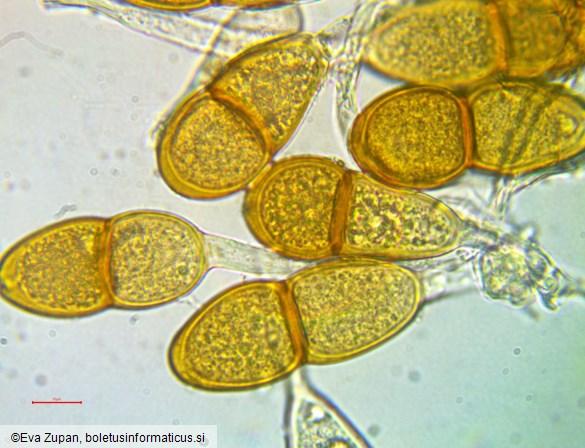 Puccinia phyllostachydis