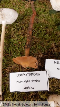 Phaeocollybia christinae