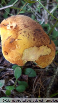 Neoboletus luridiformis