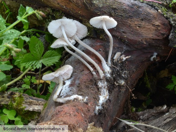 Mycena niveipes