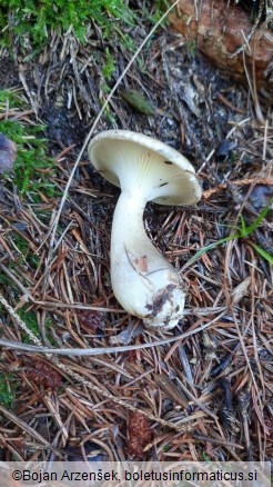 Ampulloclitocybe clavipes