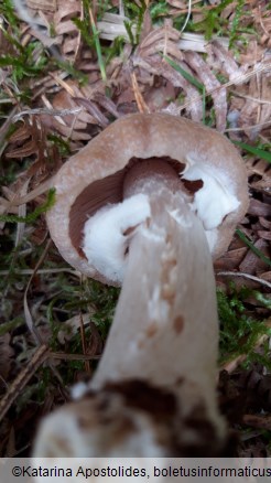 Cortinarius caperatus