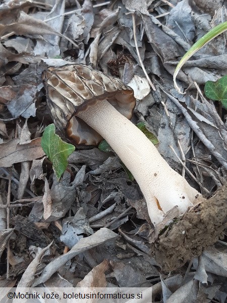 Morchella semilibera