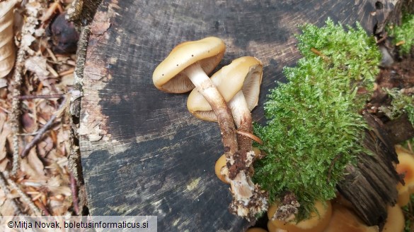 Kuehneromyces mutabilis