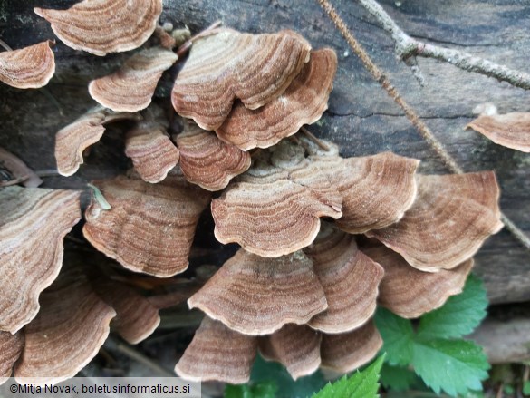 Stereum insignitum