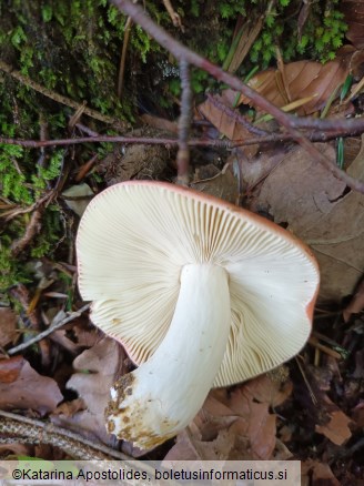 Russula nobilis