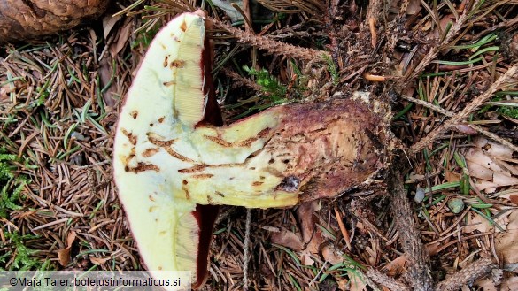 Rubroboletus rubrosanguineus