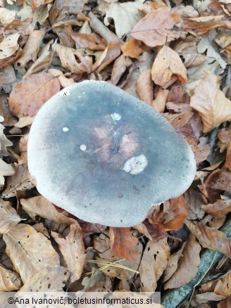 Russula cyanoxantha