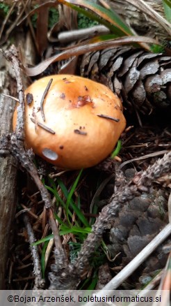 Russula decolorans