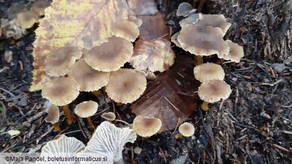 Cantharellus tubaeformis