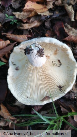 Lactarius vellereus