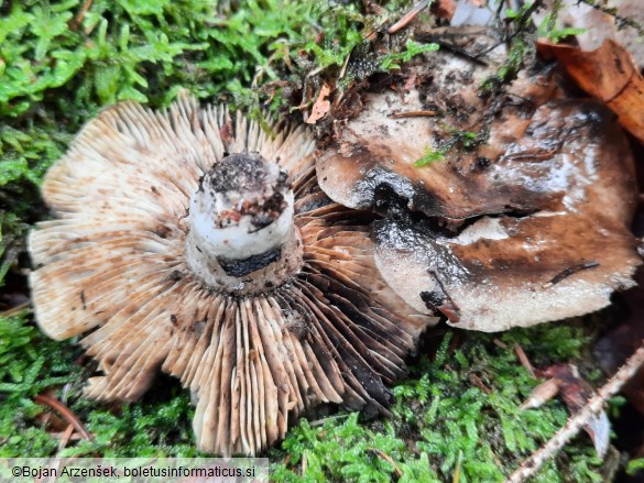 Russula densifolia