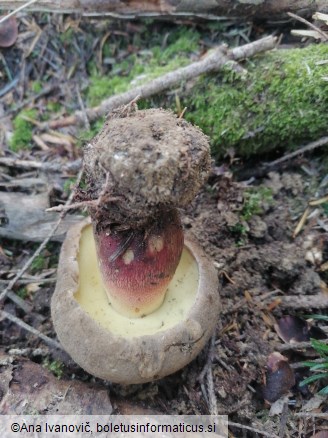 Caloboletus calopus