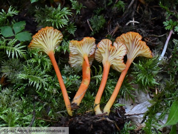 Hygrocybe cantharellus