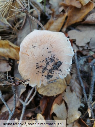 Hygrophorus nemoreus