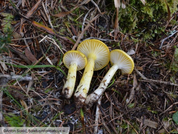 Hygrophorus speciosus