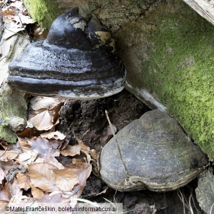 Fomes fomentarius