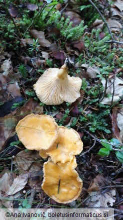 Cantharellus cibarius