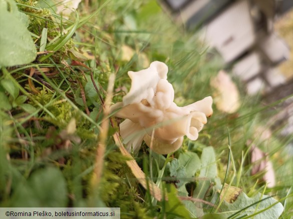 Helvella crispa