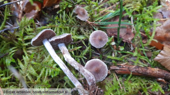 Cortinarius paleaceus