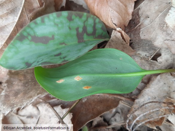 Uromyces erythronii