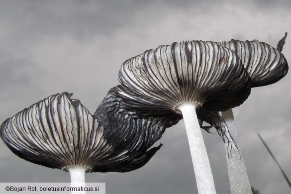 Coprinopsis lagopus