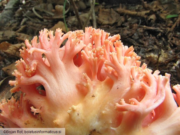 Ramaria subbotrytis