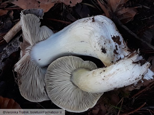 Tricholoma portentosum