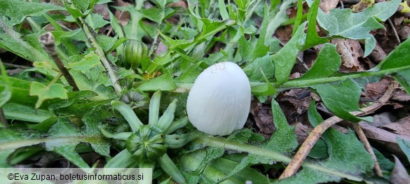 Coprinellus ellisii