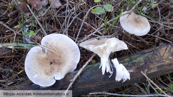 Ampulloclitocybe clavipes