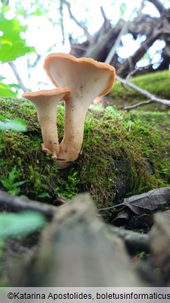 Polyporus tuberaster