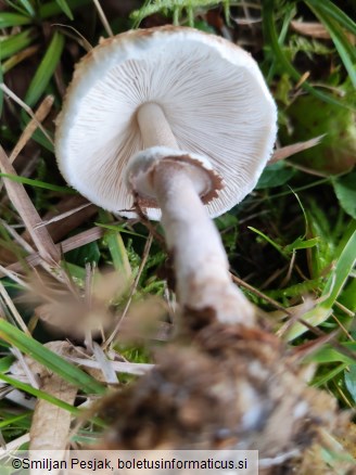 Macrolepiota mastoidea