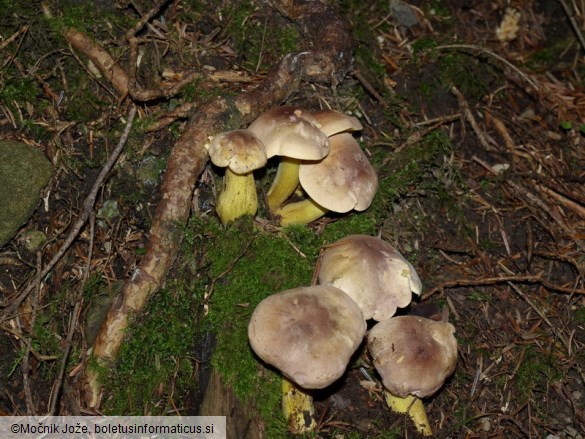 Tricholoma bufonium