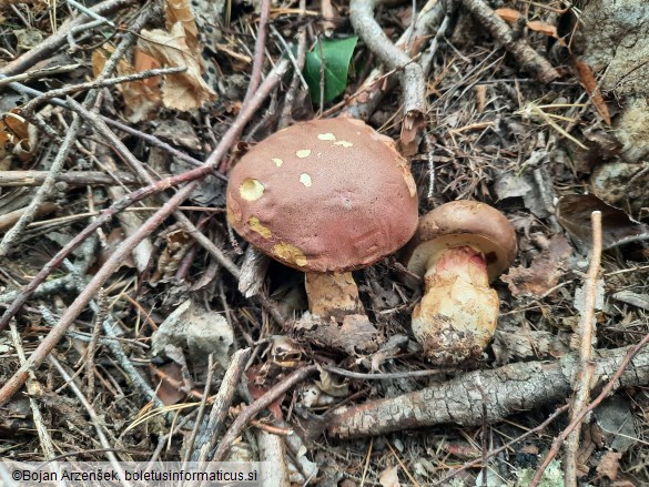 Butyriboletus roseogriseus