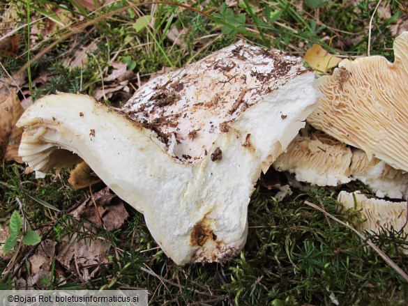 Lactarius bertillonii